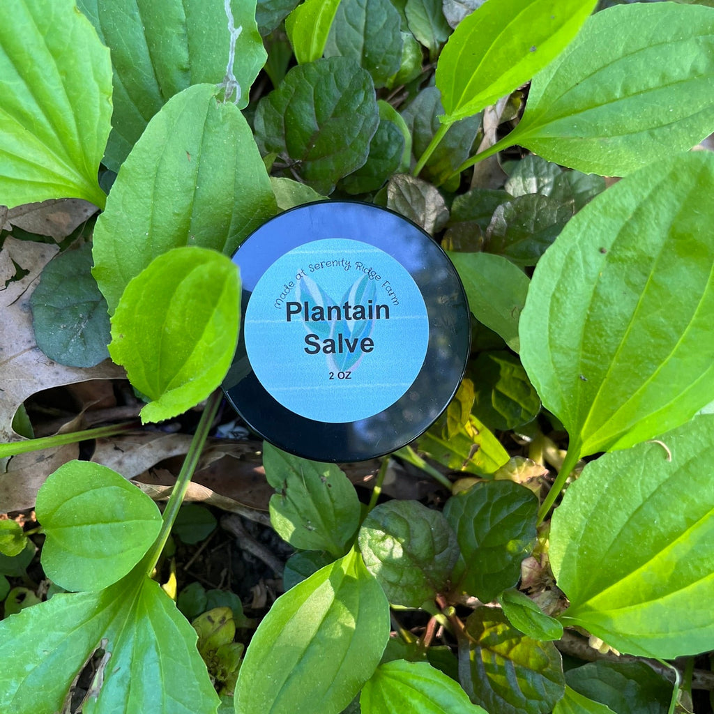 Jar of plantain salve surrounded by plantain leaves