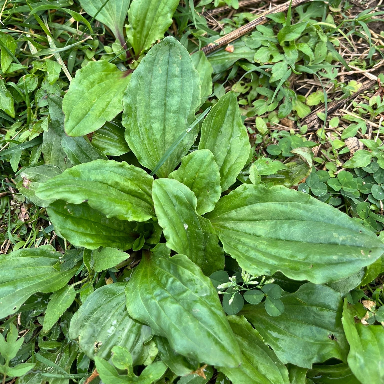 Green plantain plant leaves
